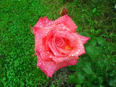 Капли дождя на лепестках розы.jpg